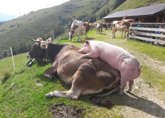 公寓 普罗斯格公寓 Neukirchen am Großvenediger